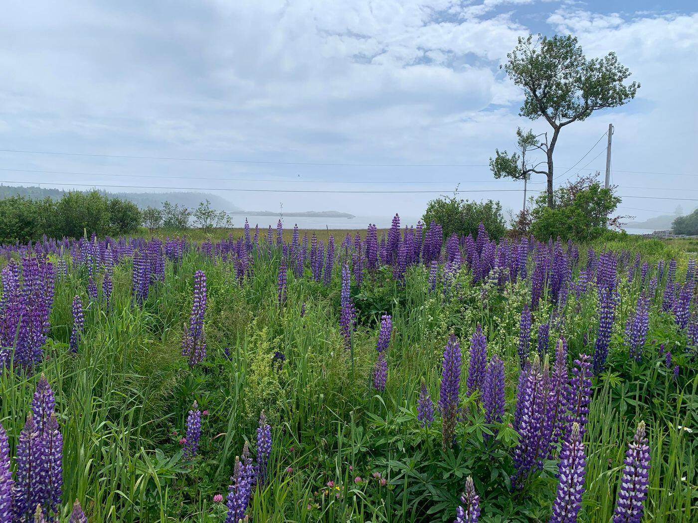 1047 Boot Cove Road Lubec, ME 04652 - Photo 57 of 57 W58-ME2690-57BeachRose