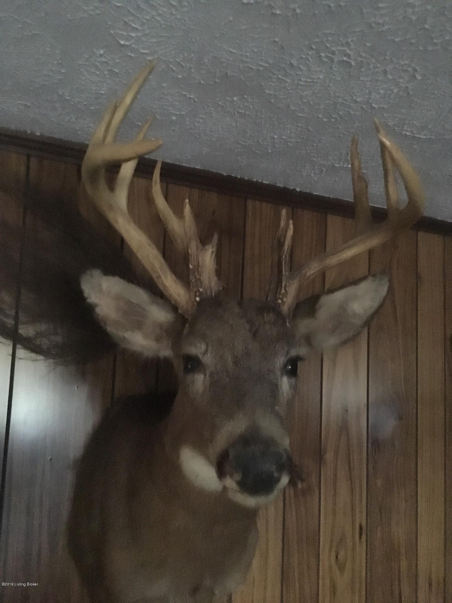 148 Turci Nevins Road Caneyville, KY 42721 - Photo 26 of 26 Buck Shot on Property 2019