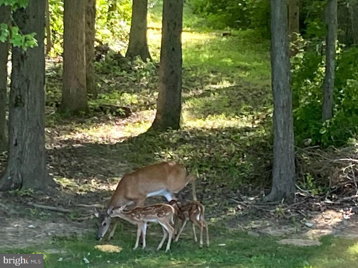 522 Paradise Road Aberdeen, MD 21001 - Photo 16 of 17 deer family