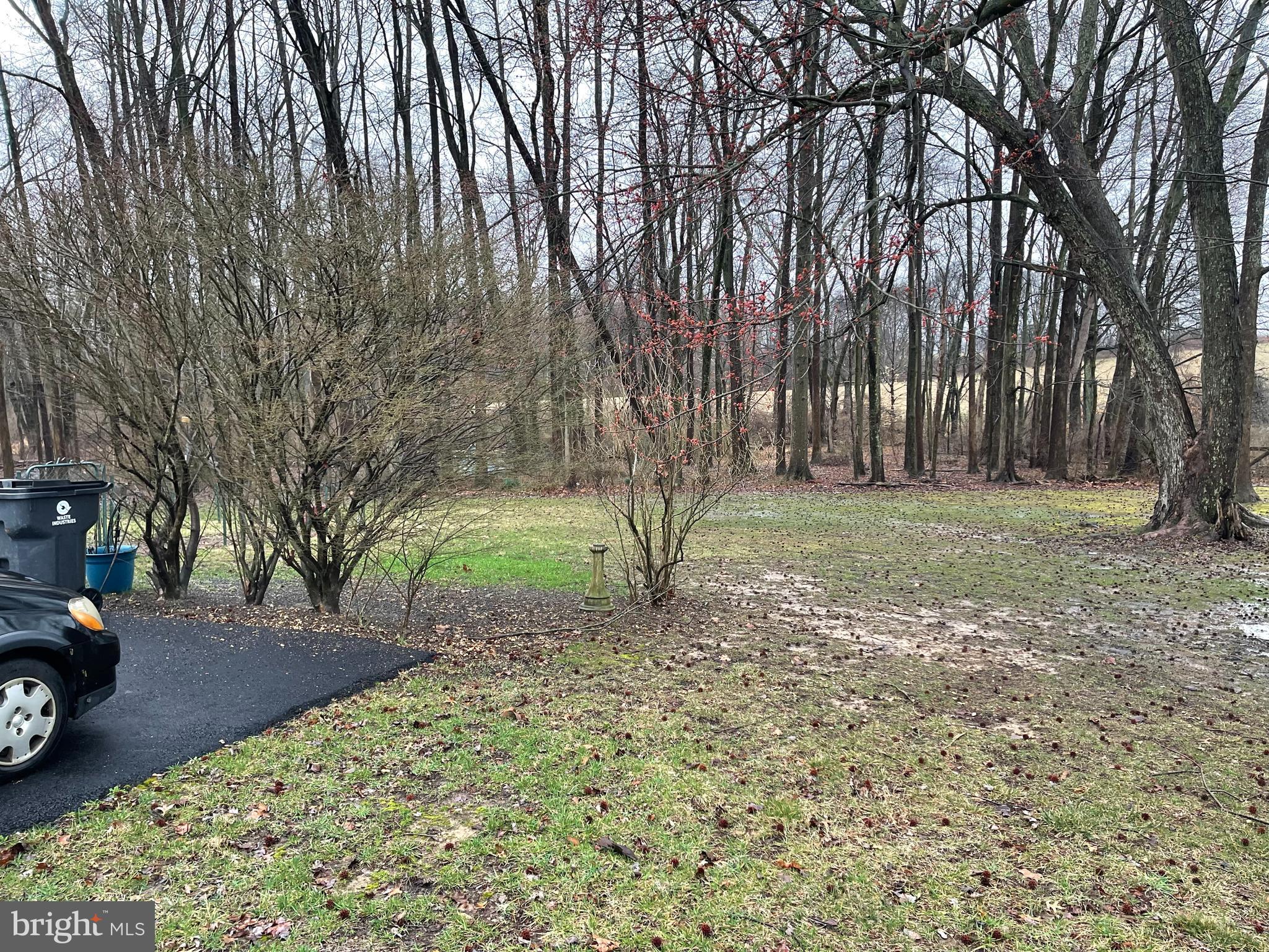 BACKS TO WOODS