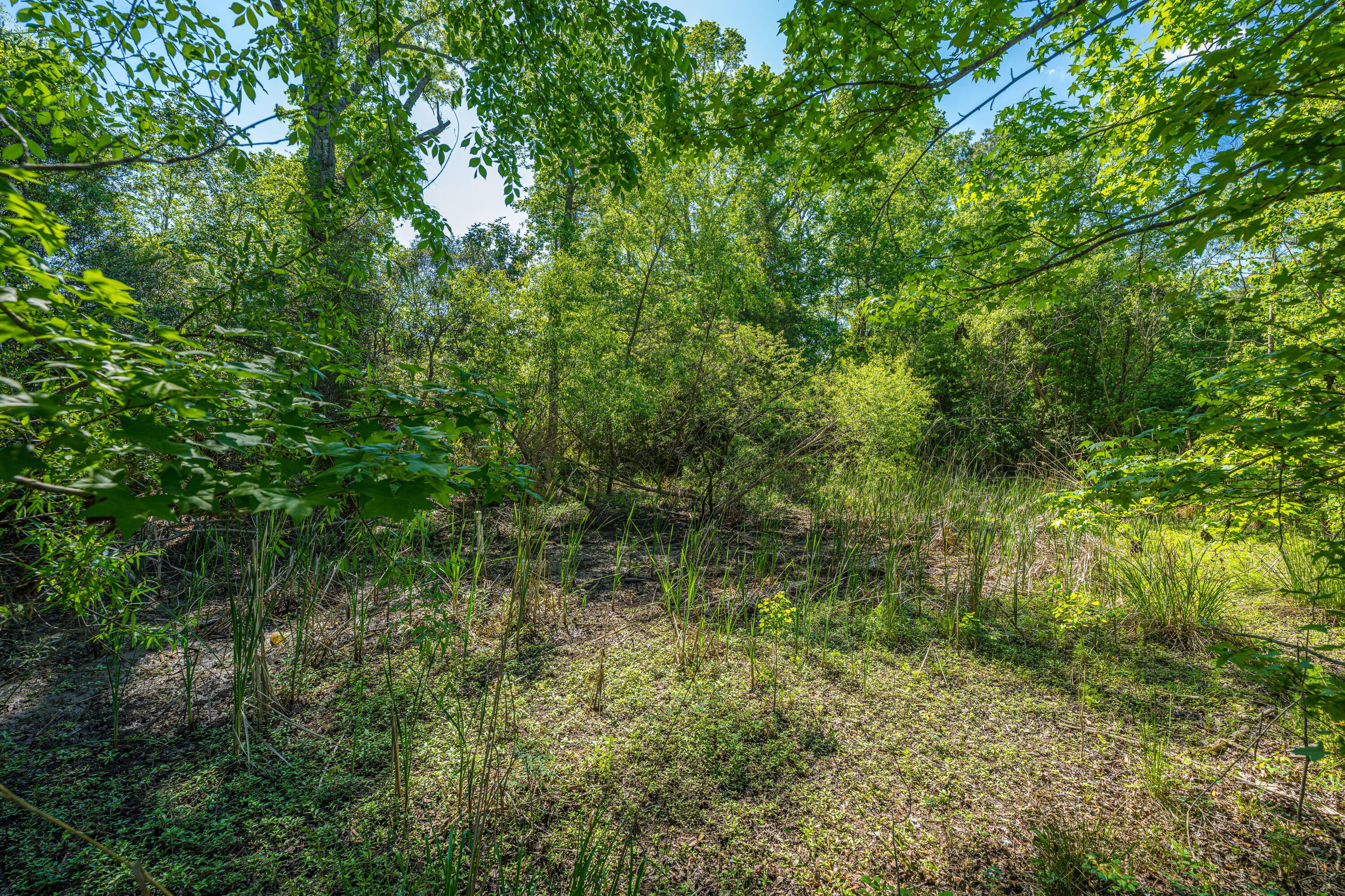 154 Rogers Branch Road Ridgeville, SC 29472 - Photo 45 of 75 154RogersBranchRd036