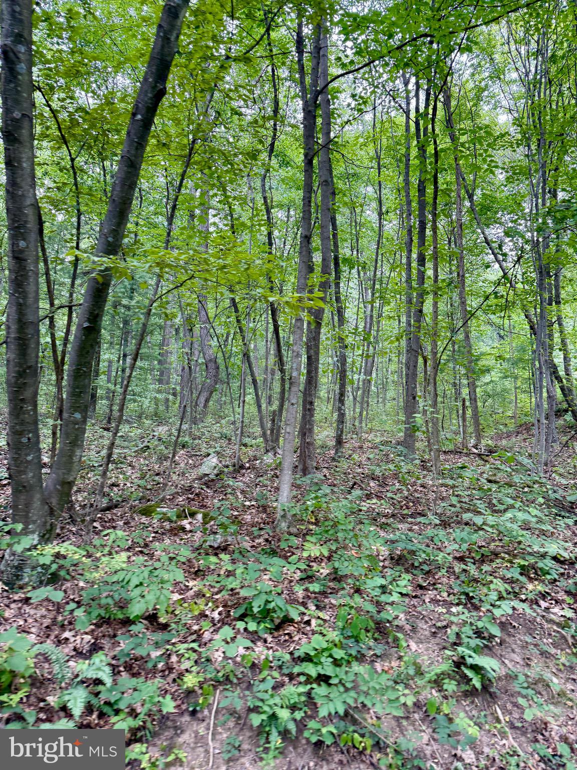 Mountain Road James Creek, PA 16657 - Photo 18 of 28
