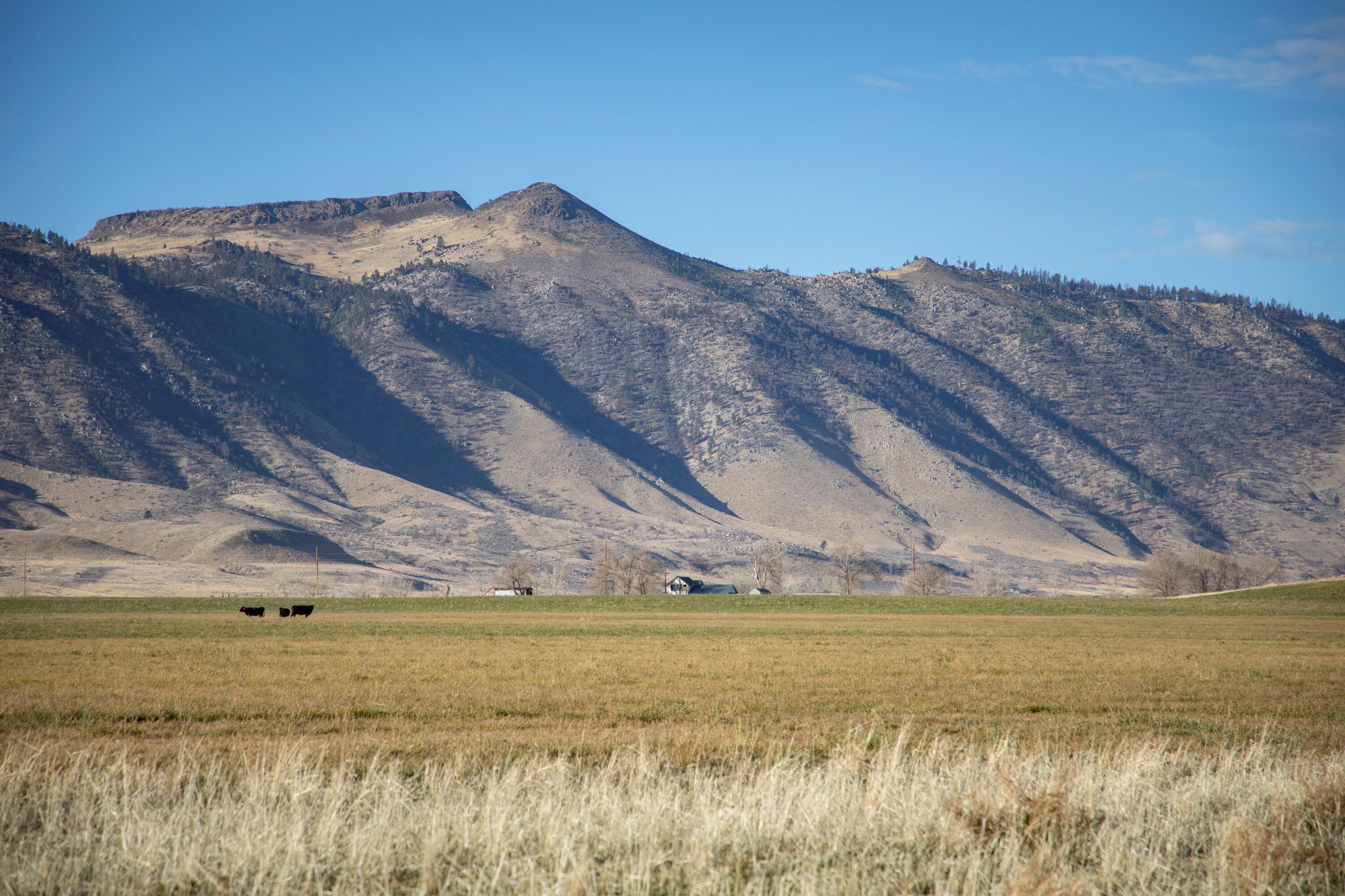 443-400 Garnier Road Doyle, CA 96109 - Photo 4 of 16 cattle grazing and farm land california