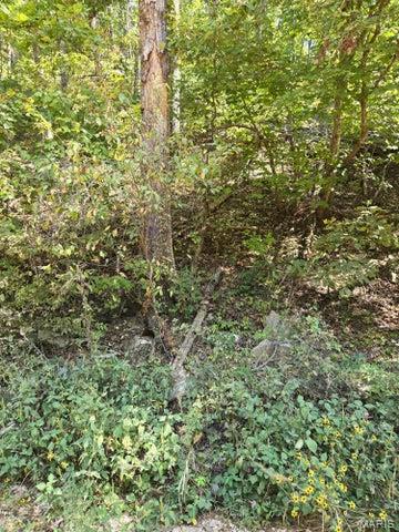 0 County Road 421 Birch Tree, MO 65438 - Photo 7 of 20