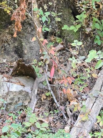 0 County Road 421 Birch Tree, MO 65438 - Photo 8 of 20