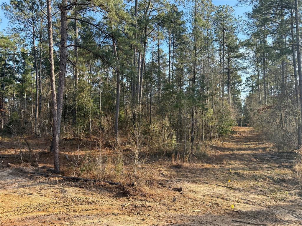 Lot 6 King Estate Lane Ruston, LA 71270 - Photo 2 of 7 a view of a forest filled with trees