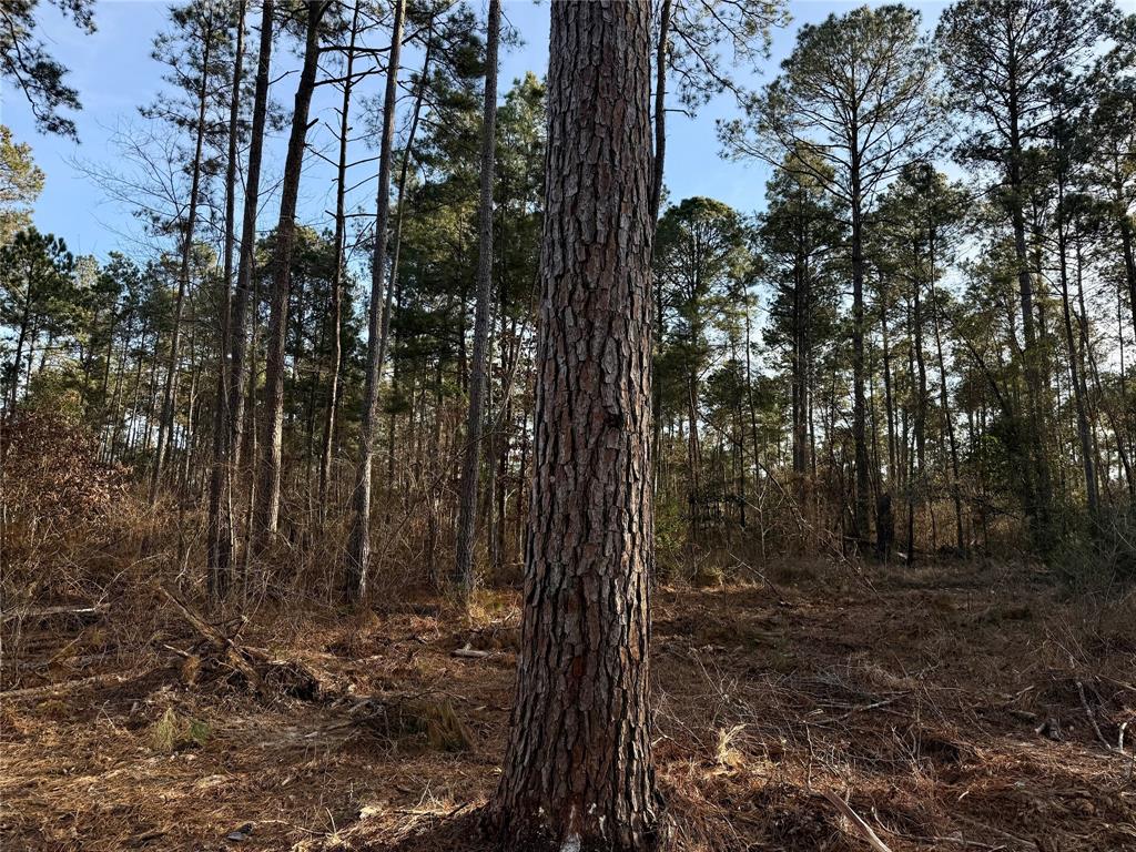 Lot 6 King Estate Lane Ruston, LA 71270 - Photo 4 of 7 a view of forest