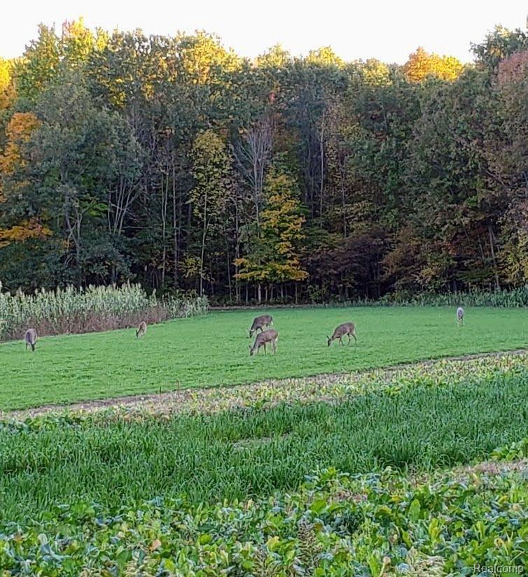 5253 North Henderson Road Davison, MI 48423 - Photo 43 of 51 Deer near the woods