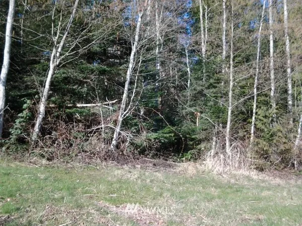 a view of a yard with plants and large trees