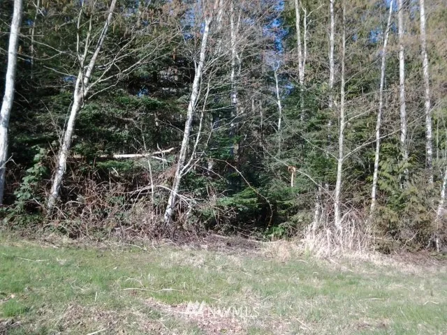 a view of a yard with plants and large trees