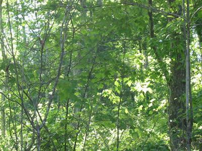 2 Straight Creek Road Campton, KY 41301 - Photo 3 of 6 Photo 3