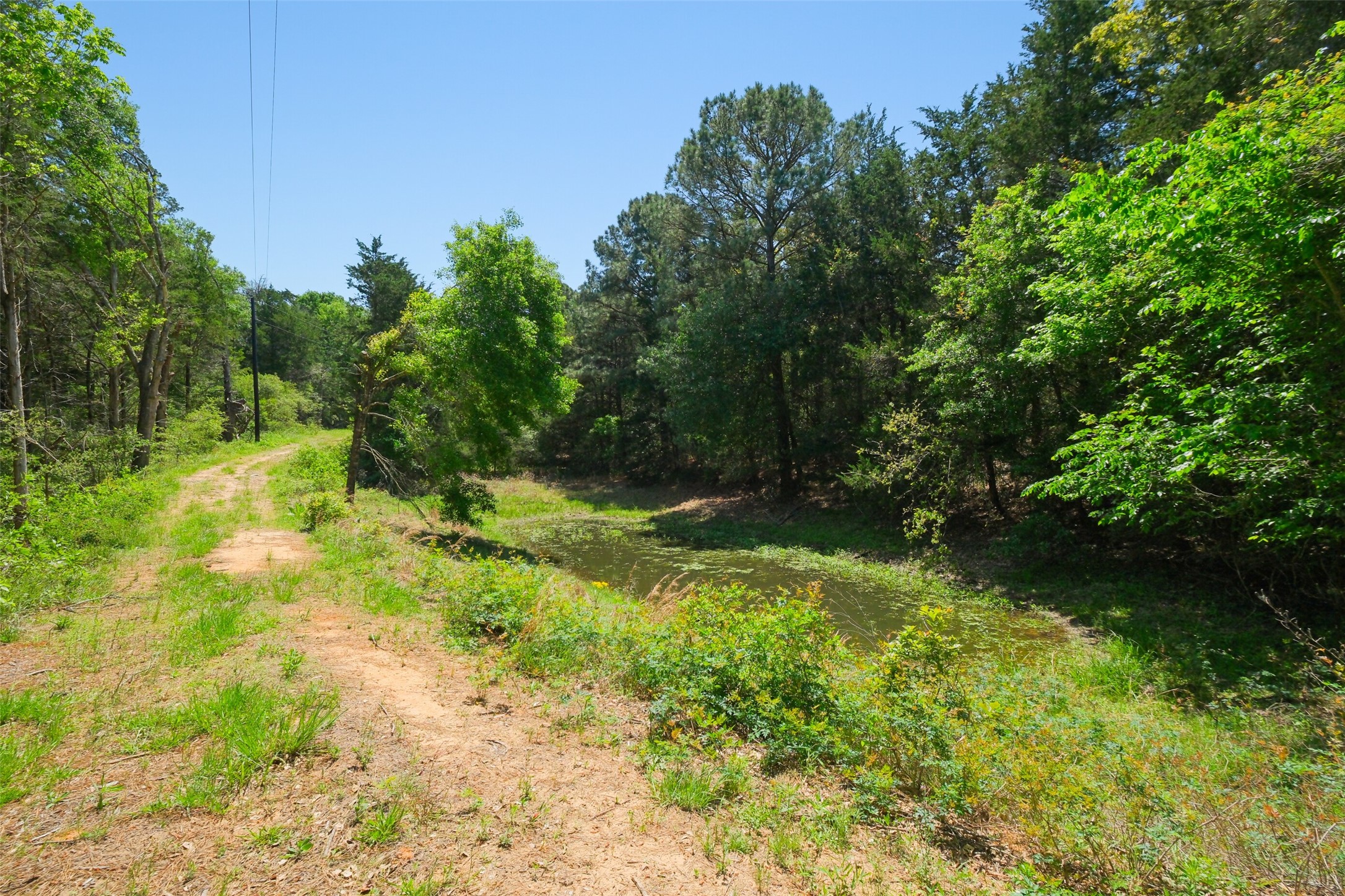 24718 Squirrel Road New Ulm, TX 78950 - Photo 6 of 26 a backyard of a house with lots of green space