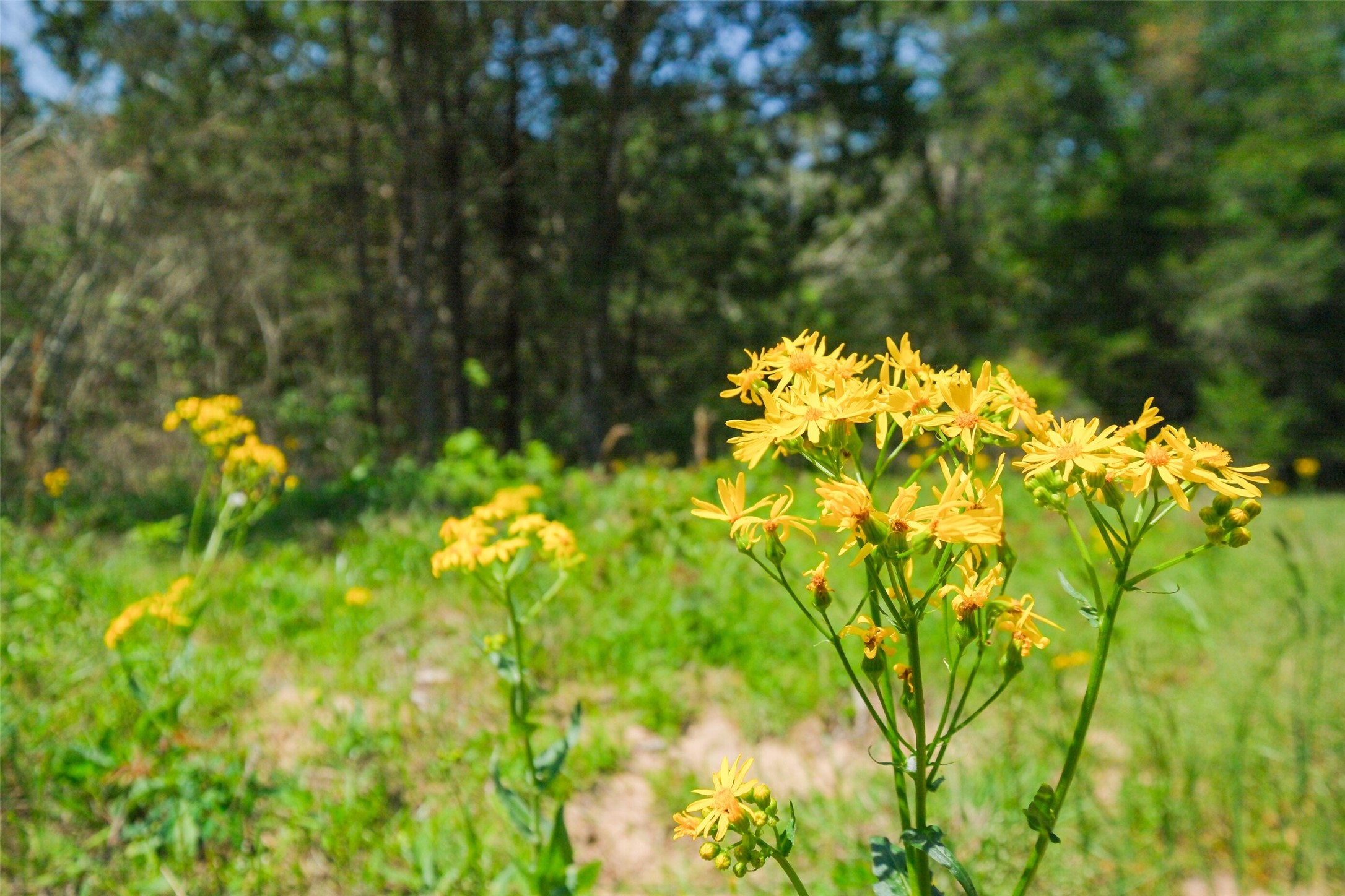 24718 Squirrel Road New Ulm, TX 78950 - Photo 10 of 26 a view of a garden