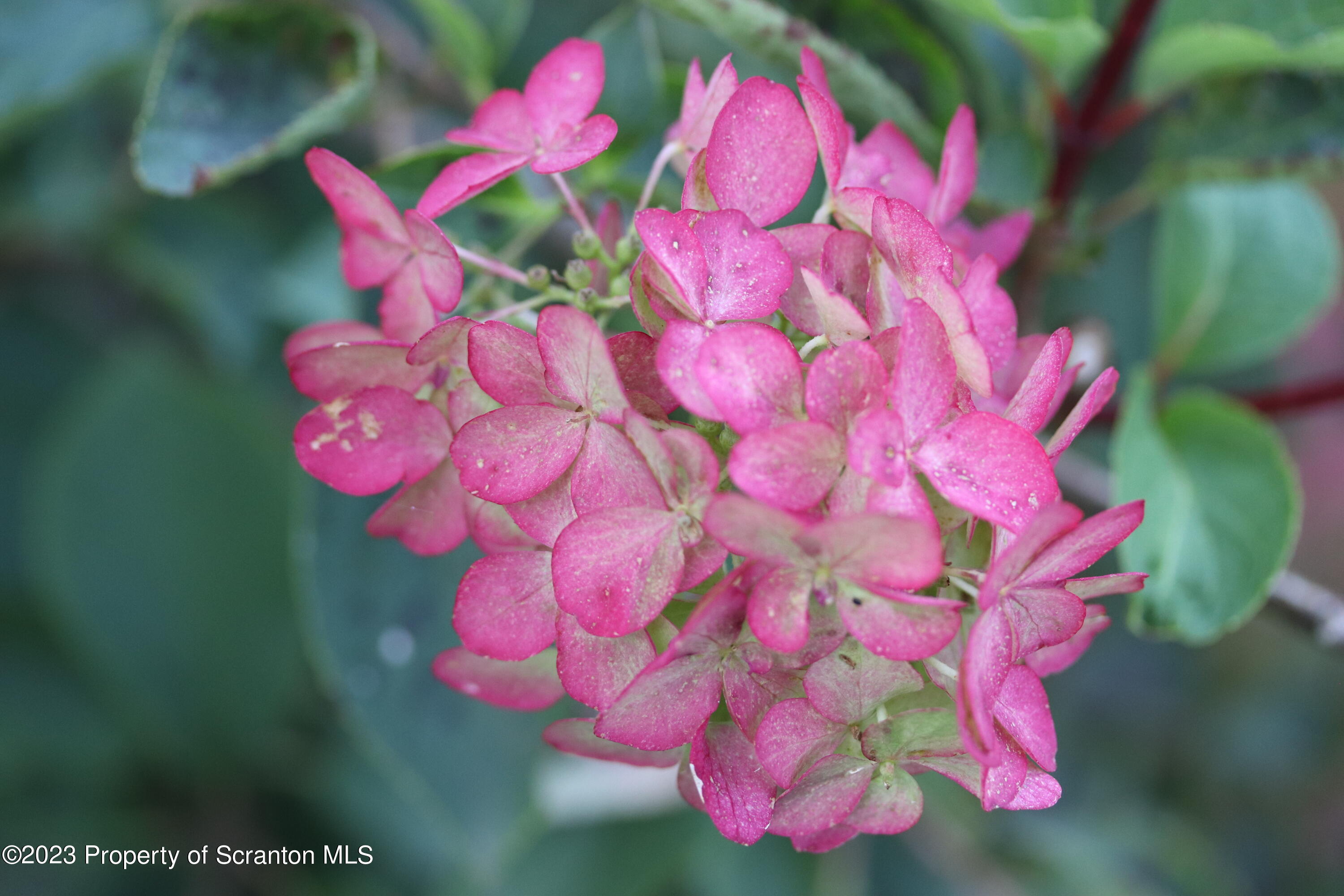 183 Oliver Road Sweet Valley, PA 18656 - Photo 3 of 54 a pink flower in a pink flowers