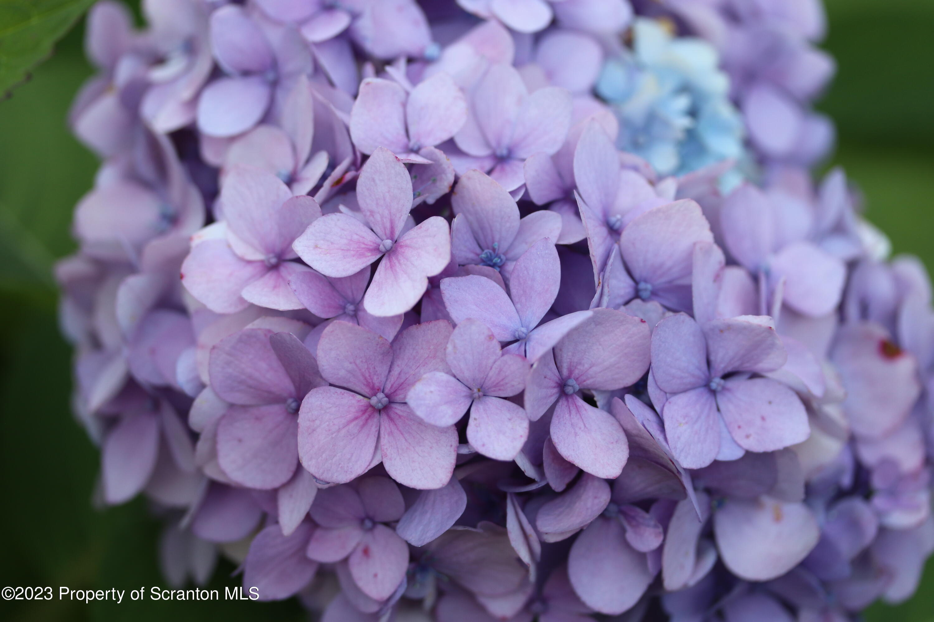 183 Oliver Road Sweet Valley, PA 18656 - Photo 47 of 54 a view of a pink plant