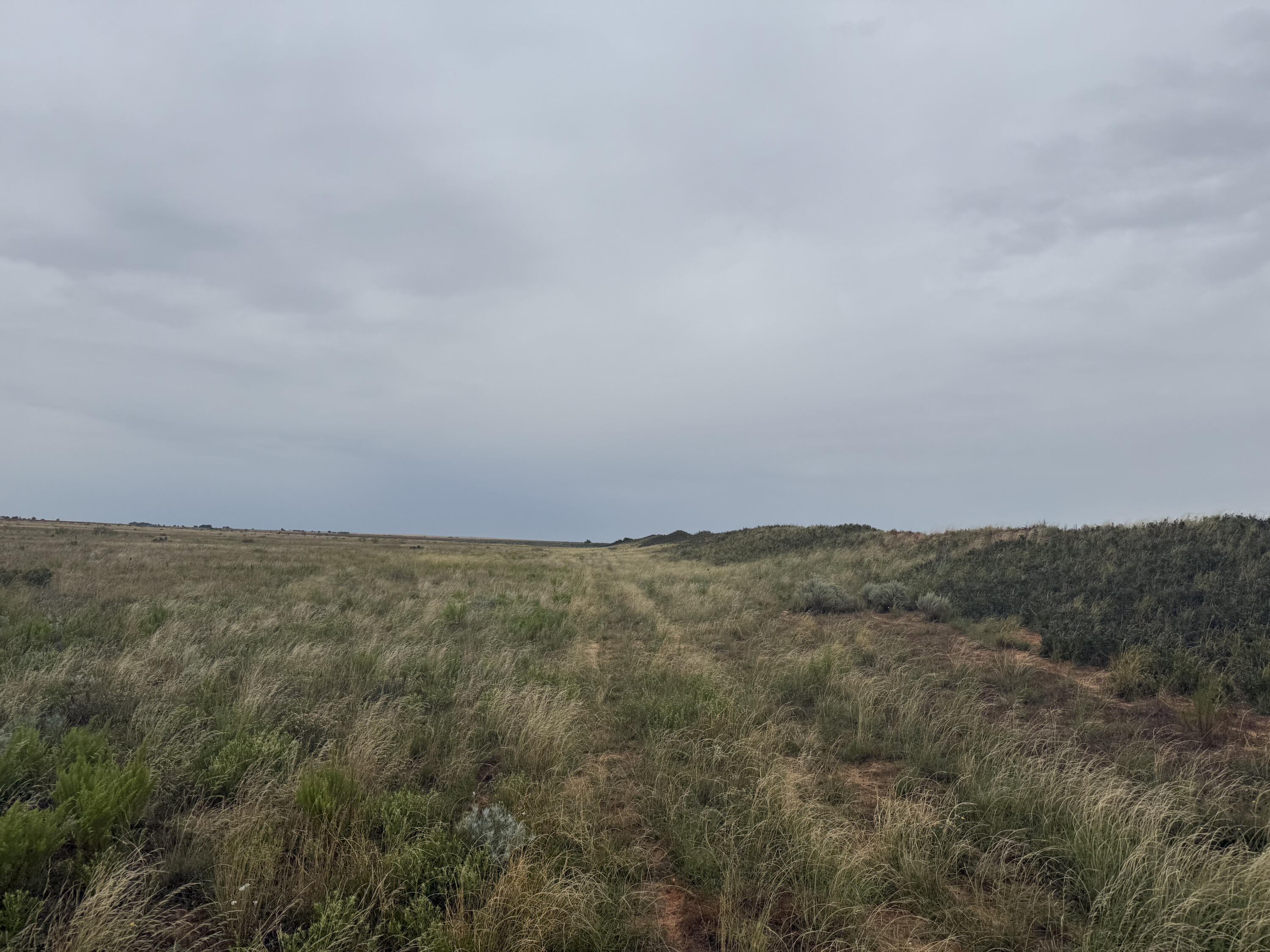 0 Fm 168 Brownfield, TX 79316 - Photo 5 of 10 IMG_0625