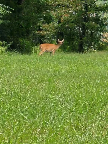 $217,500 | 0 Highway 1199, Elmer, LA 71424