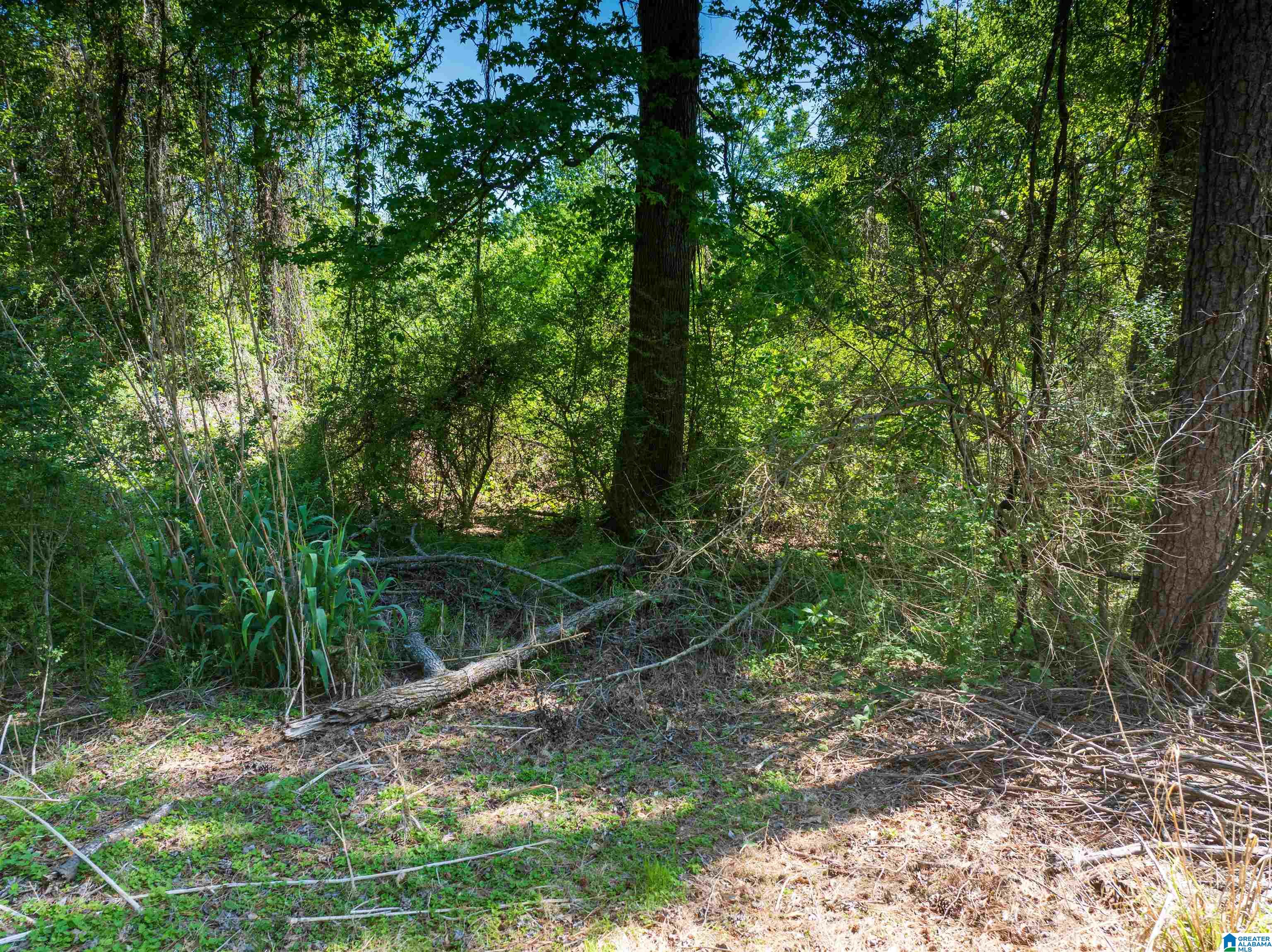Off Of Joe Brackett Road, Unit X Jasper, AL 35504 - Photo 24 of 26