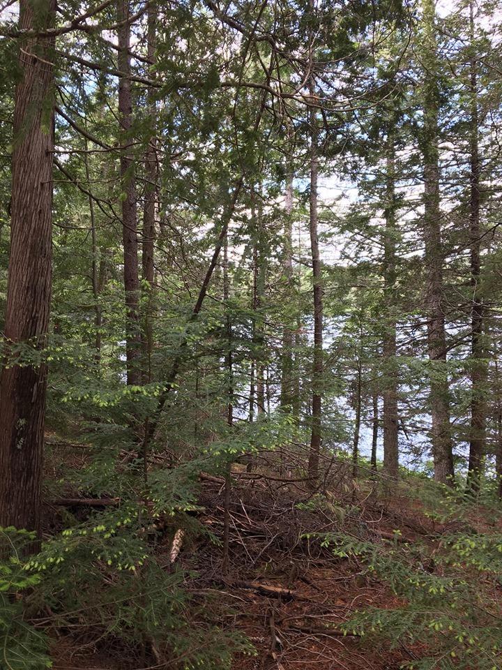 Lot 515 Deer Haven Road Wesley, ME 04686 - Photo 4 of 11 65651471_471758570049399_831246966733982