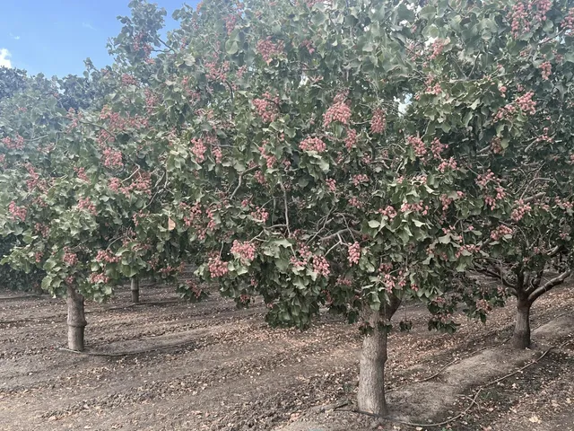 $4,389,000 | 4005 Idaho Avenue, Hanford, CA 93230