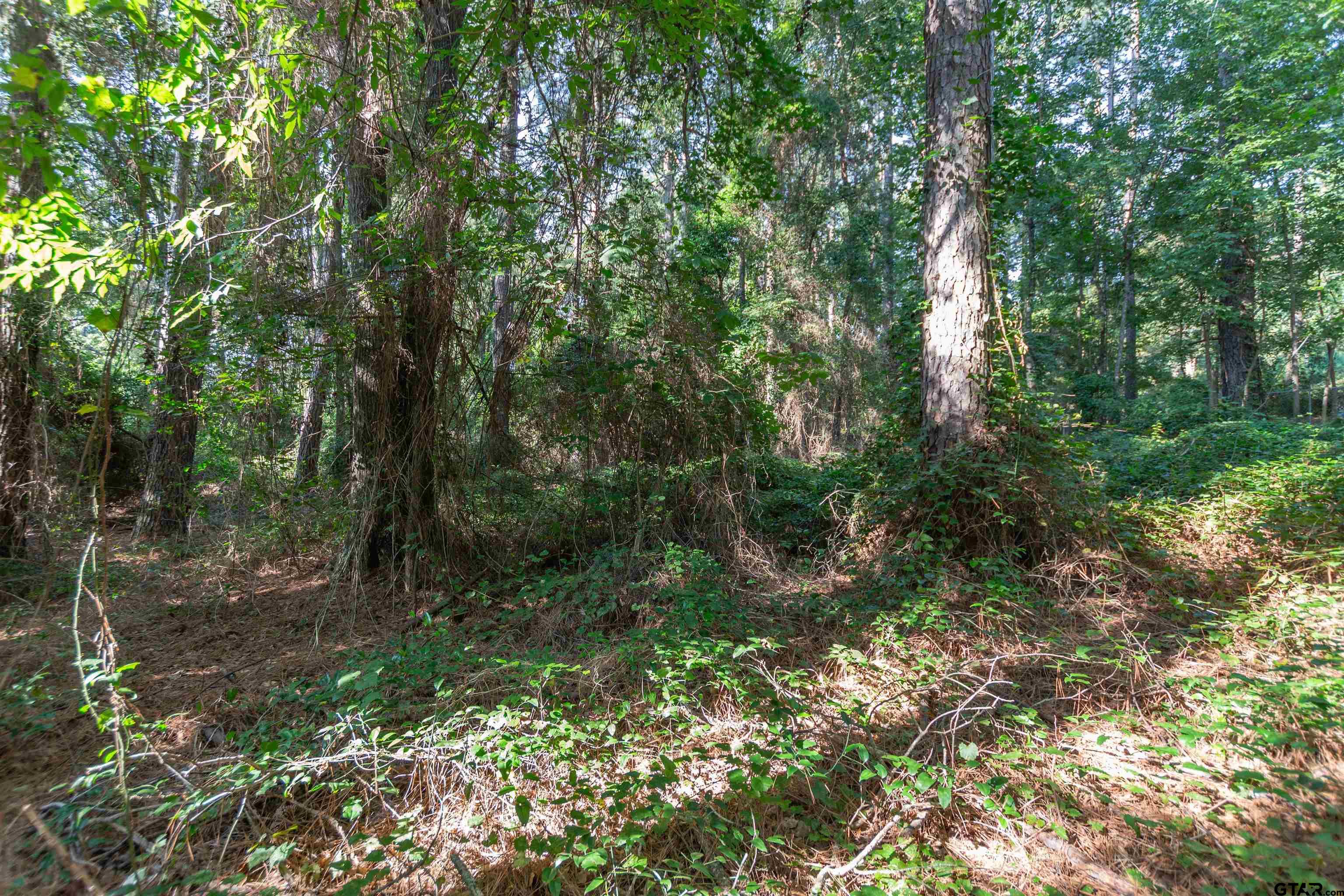 a view of a forest with trees in the background