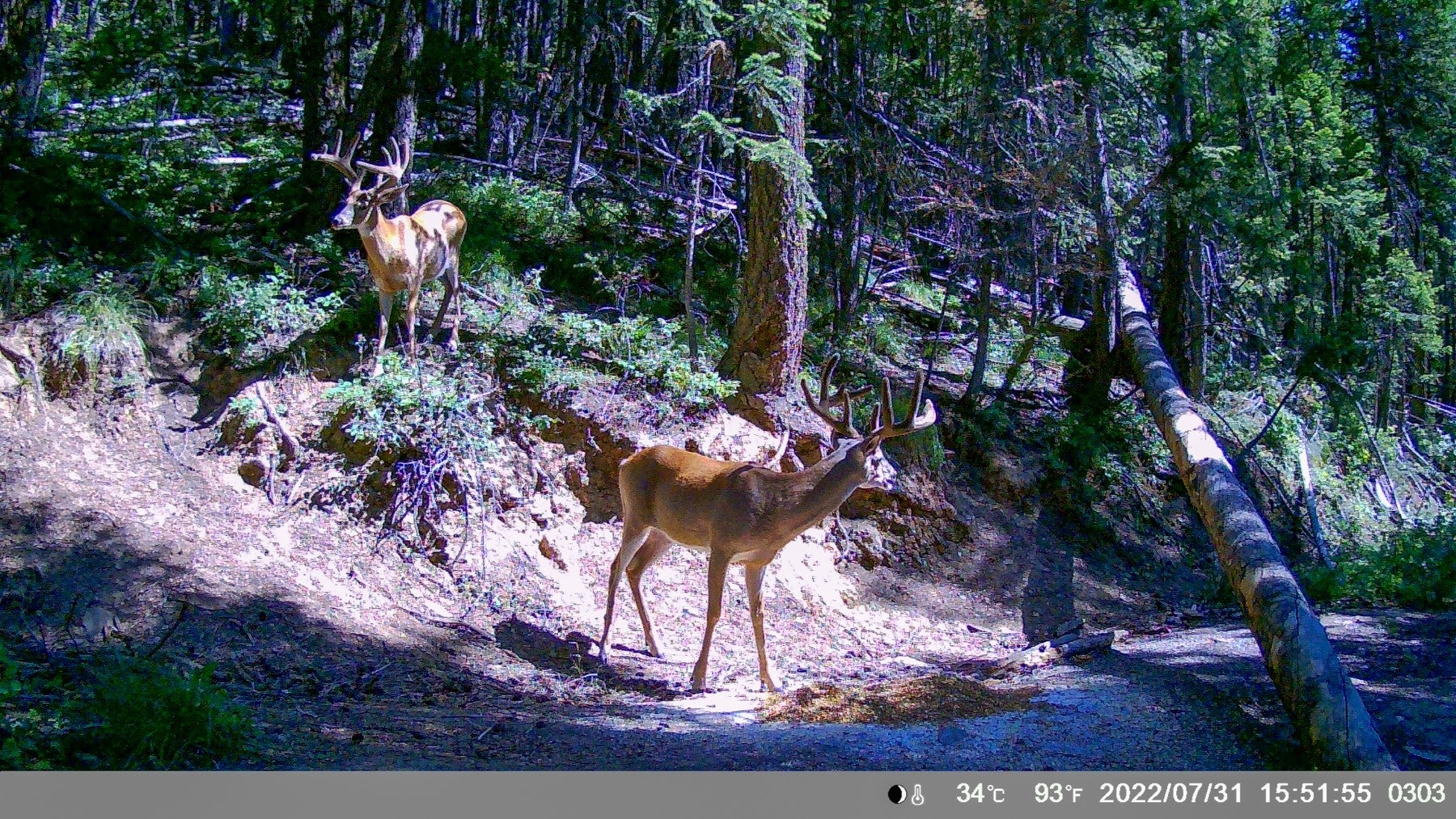 2 Pardee Flat Road Superior, MT 59872 - Photo 30 of 30 Gallery Image 30