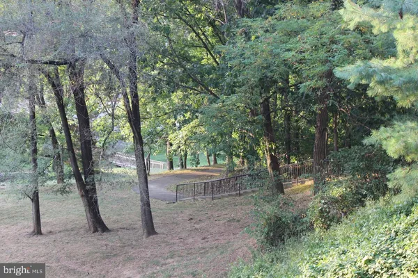 a view of a trees in a yard