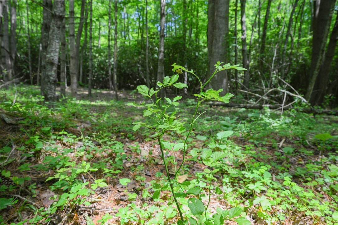 Lot 2 Gusher Knob Road Newland, NC 28657 - Photo 13 of 17
