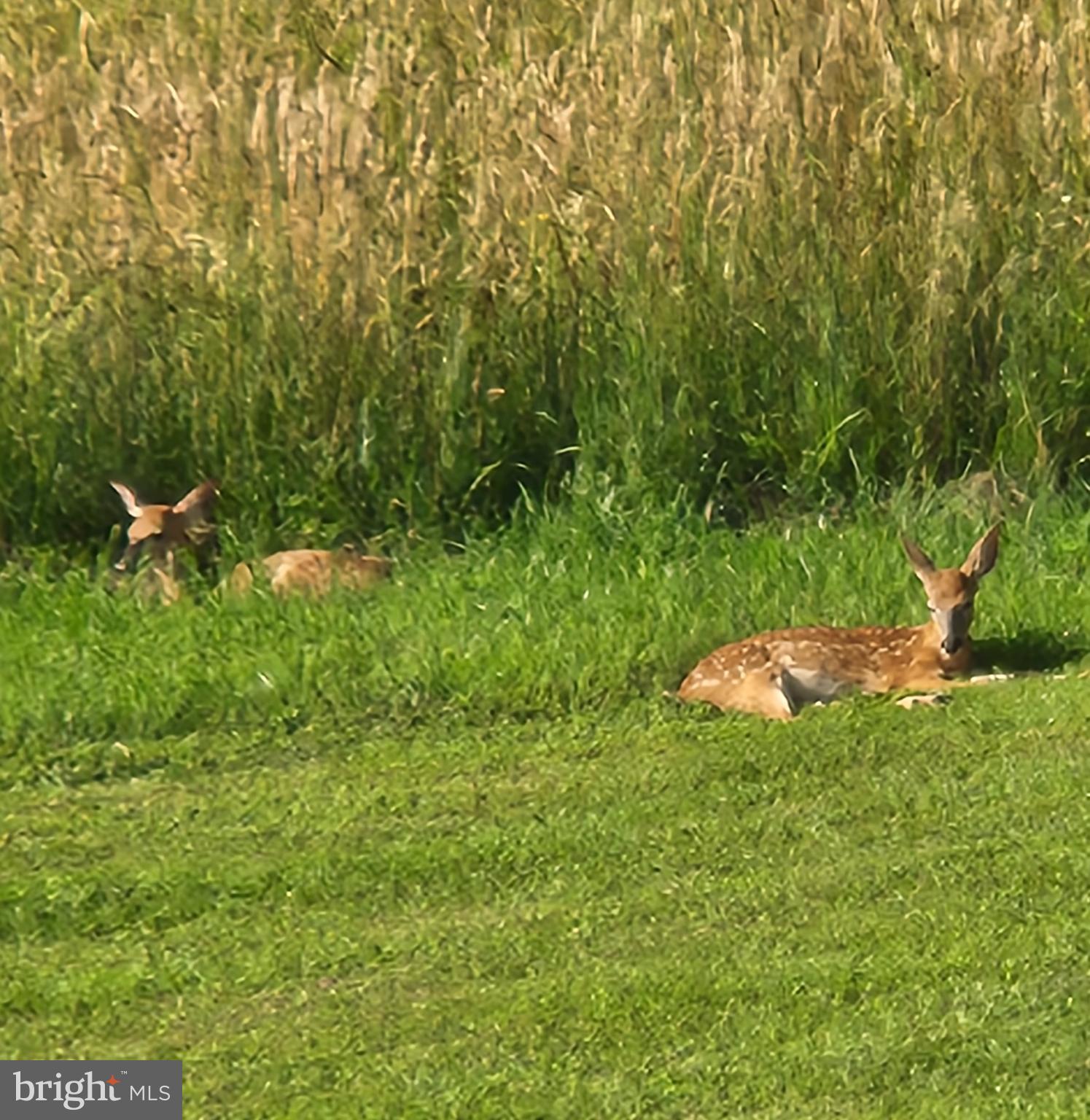 99 Wilt Road Grantsville, MD 21536 - Photo 33 of 61 Fawns relaxing