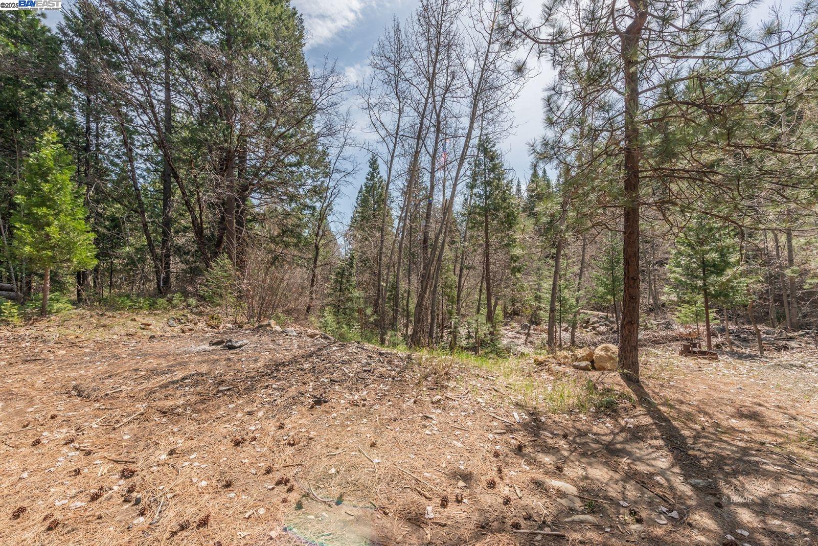 121 Mountain Aire Lane Trinity Center, CA 96091 - Photo 38 of 51 a fire hydrant in the middle of a forest