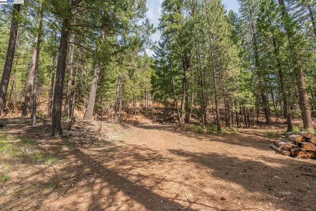 a view of a yard with trees