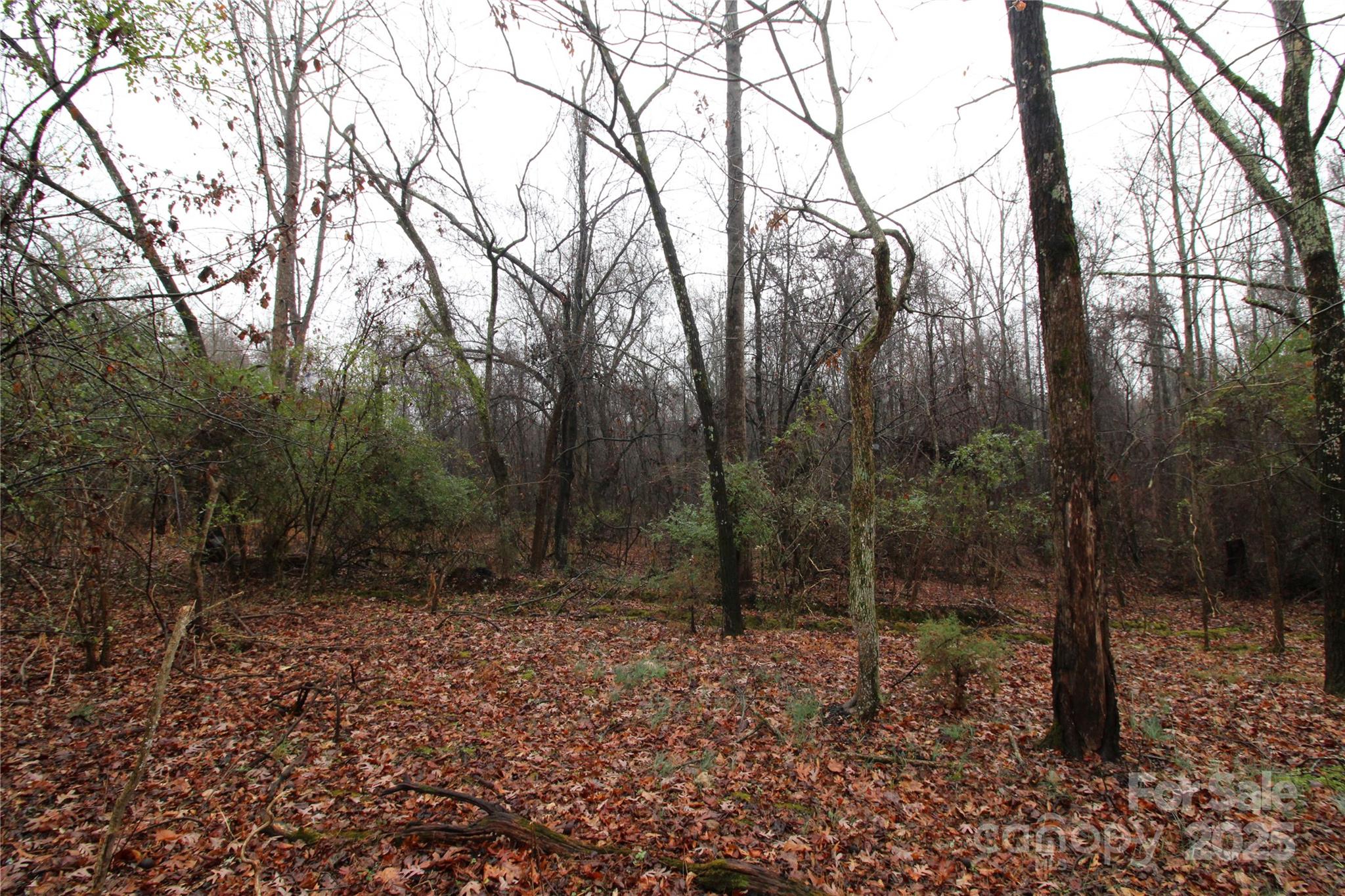 5-ac Eaker Road, Unit LOT 1 Bessemer City, NC 28016 - Photo 2 of 5 a view of a forest filled with trees
