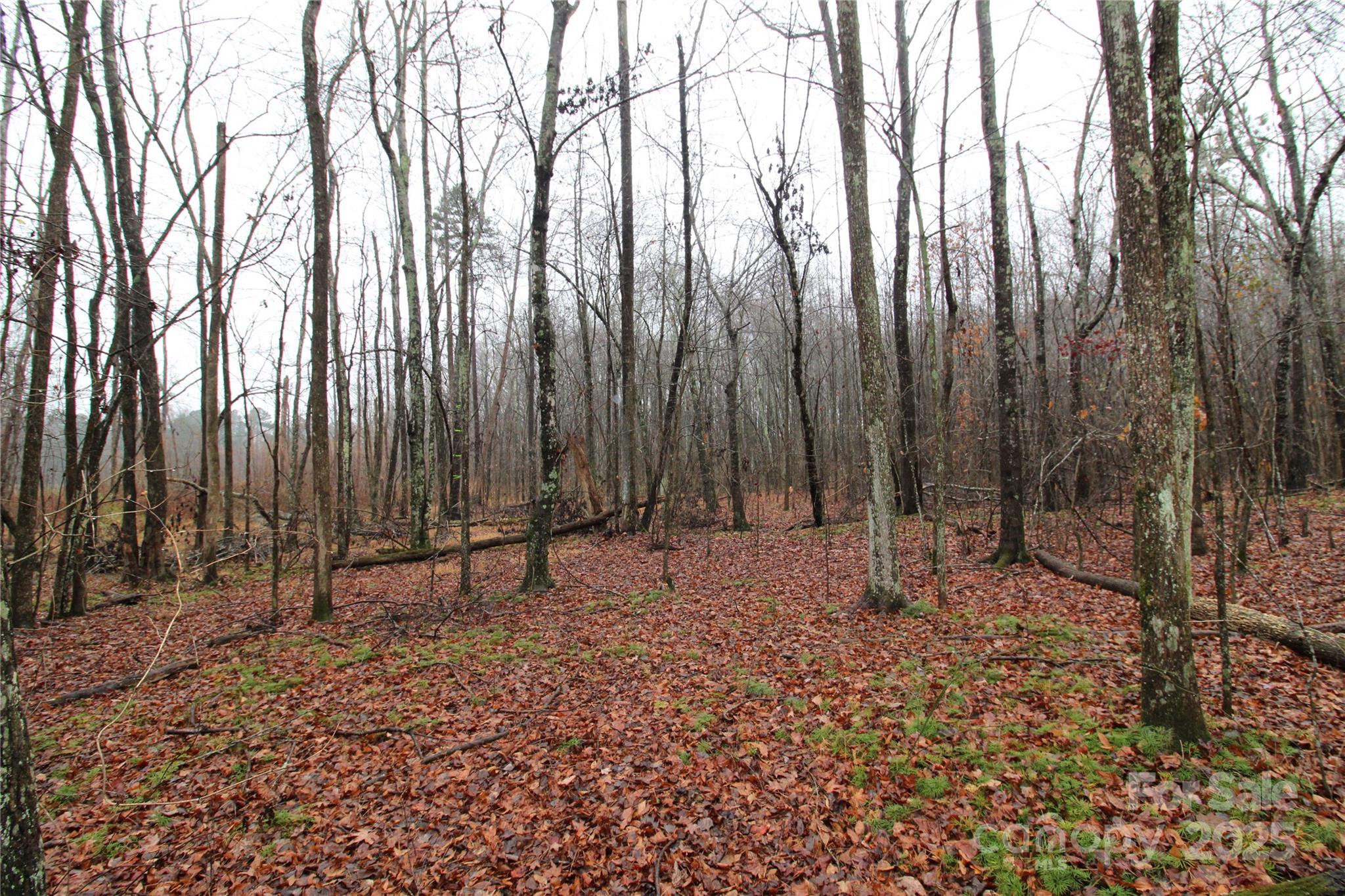 5-ac Eaker Road, Unit LOT 1 Bessemer City, NC 28016 - Photo 4 of 5 a view of outdoor space with lots of trees