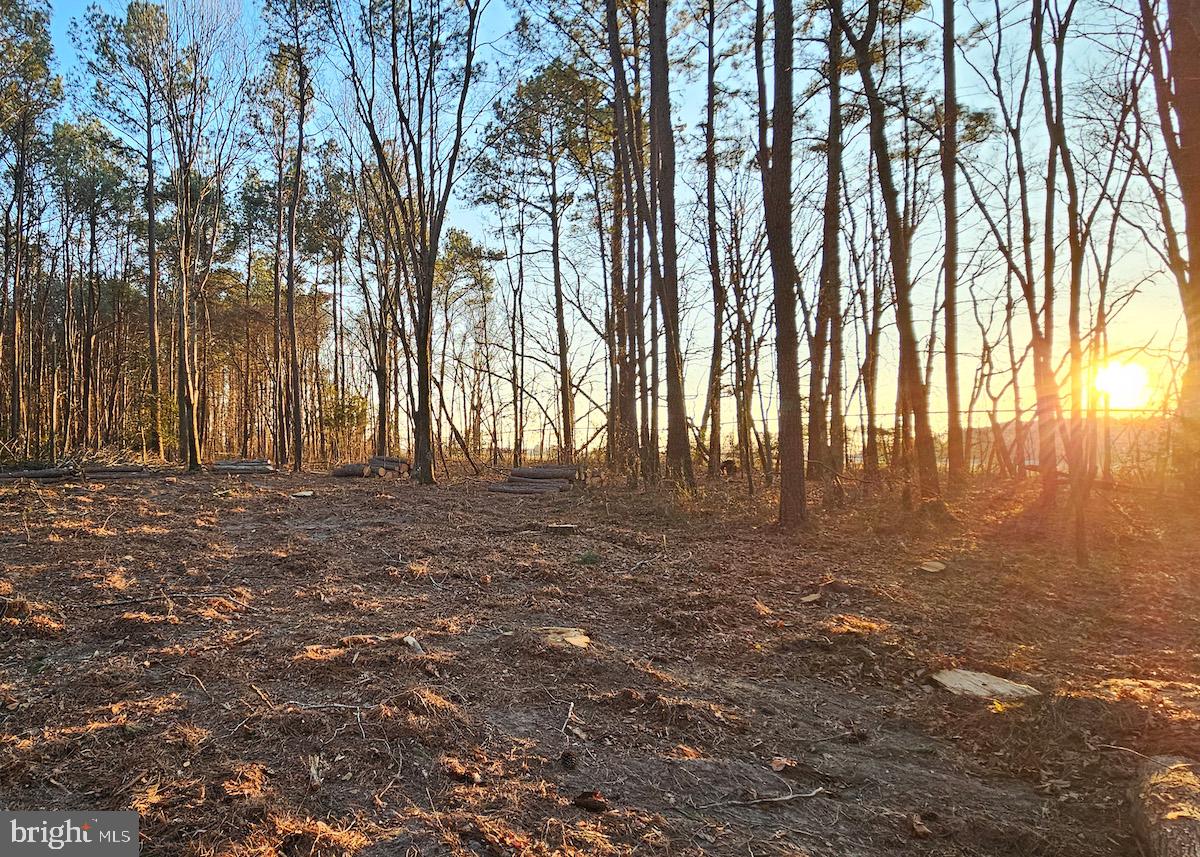 6749 Bobtown Road Hurlock, MD 21643 - Photo 16 of 20 a view of yard with trees