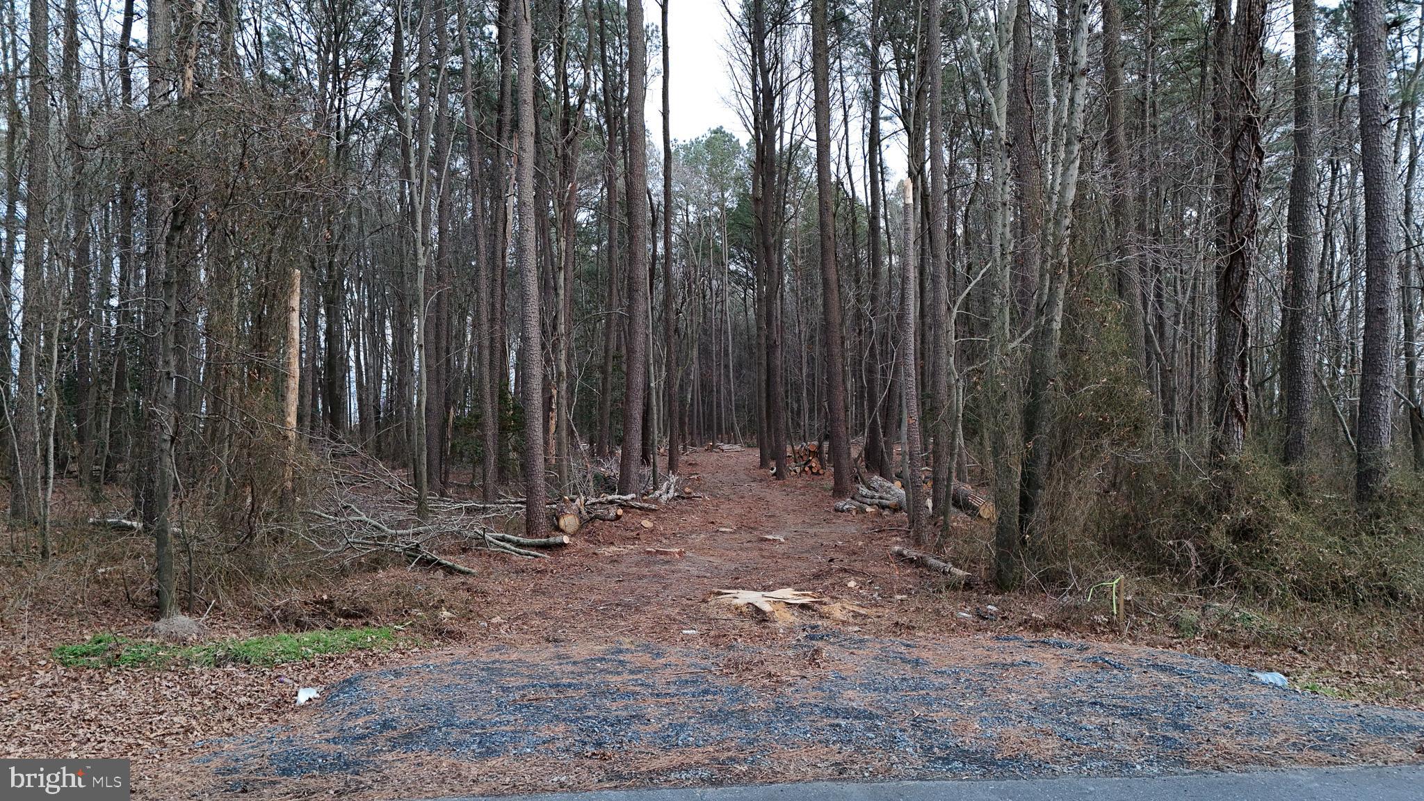 6749 Bobtown Road Hurlock, MD 21643 - Photo 17 of 20 a view of outdoor space and covered with trees