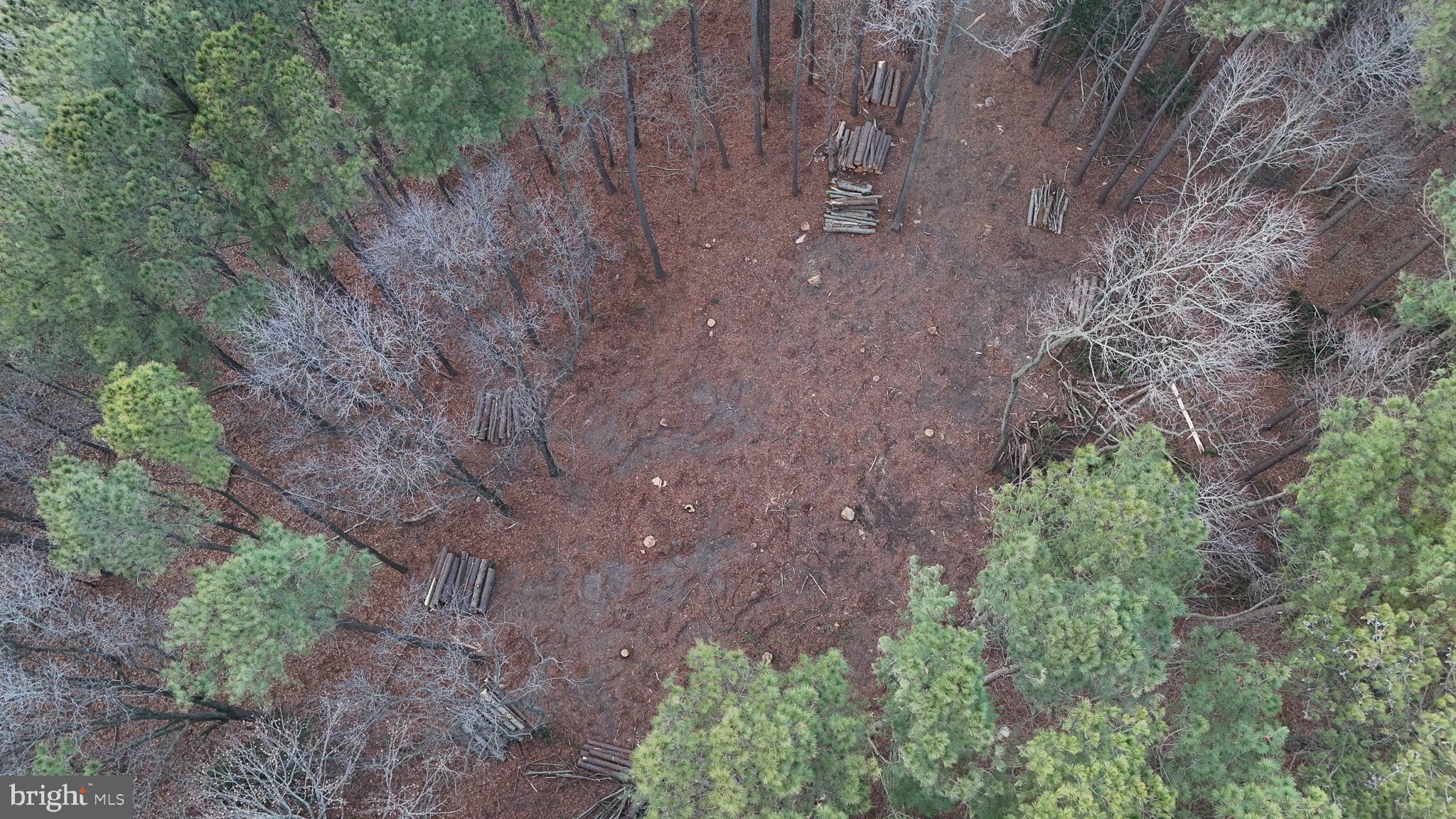 6749 Bobtown Road Hurlock, MD 21643 - Photo 2 of 20 a view of a yard with plants and trees