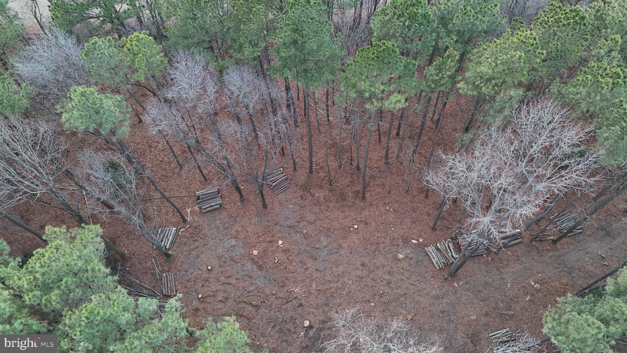 6749 Bobtown Road Hurlock, MD 21643 - Photo 8 of 20 a view of a yard with a tree