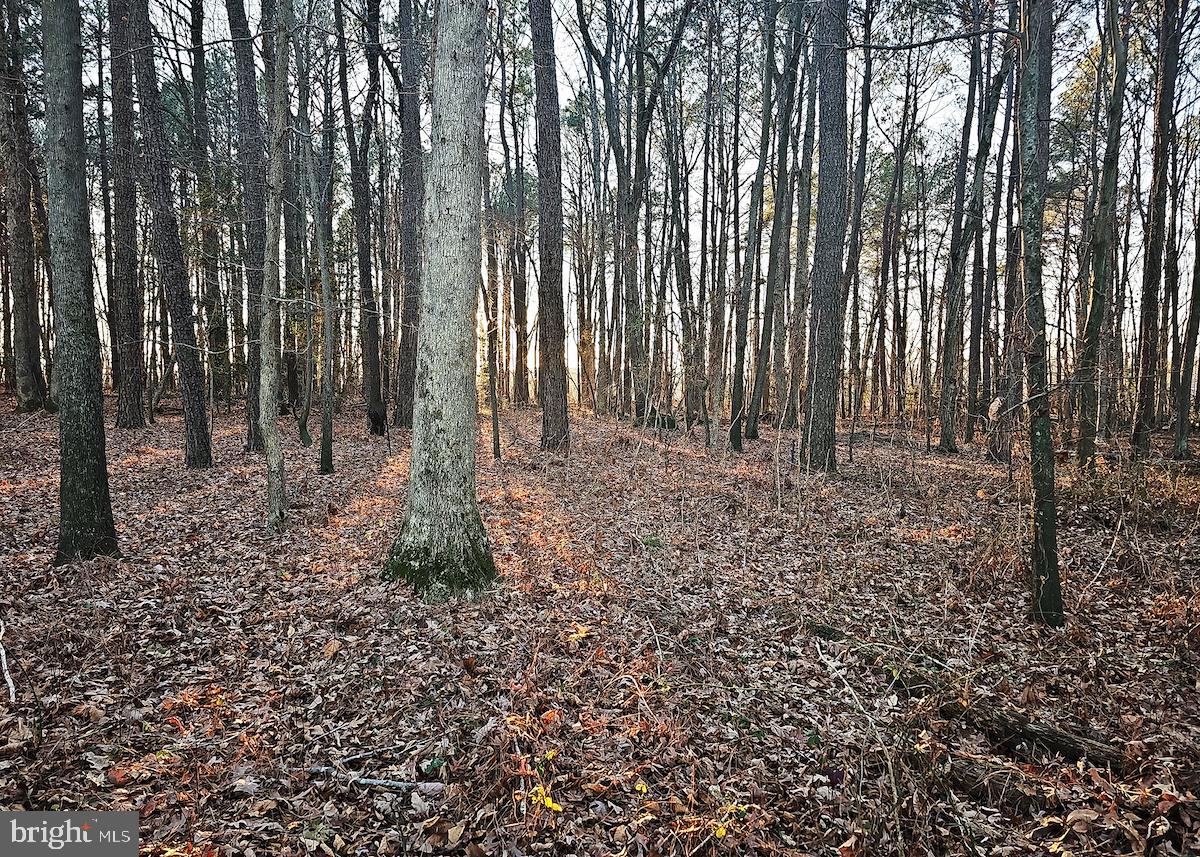 6749 Bobtown Road Hurlock, MD 21643 - Photo 9 of 20 a view of backyard with green space