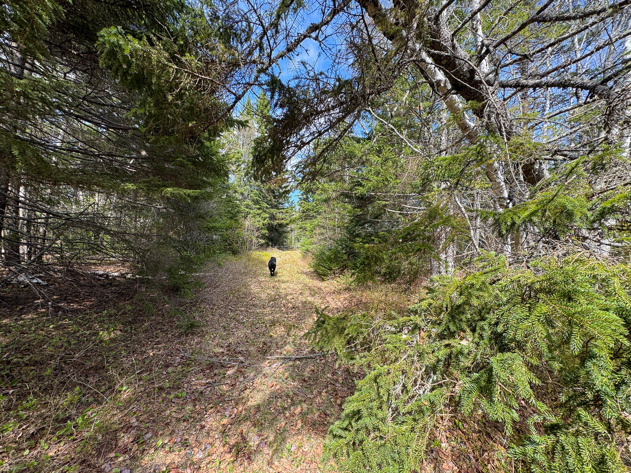 M2-l3-m6l16 Campbell Road Whiting, ME 04691 - Photo 19 of 27 20