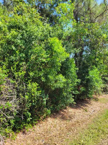 a view of a large yard with lots of bushes
