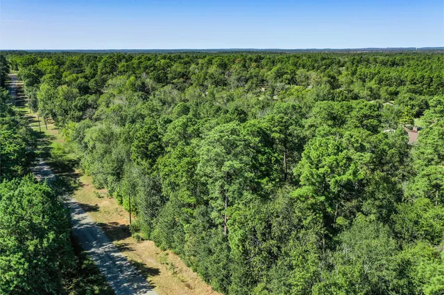 a view of a forest with a tree