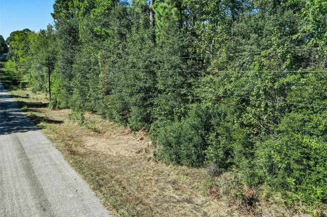 a view of a yard with plants and large trees