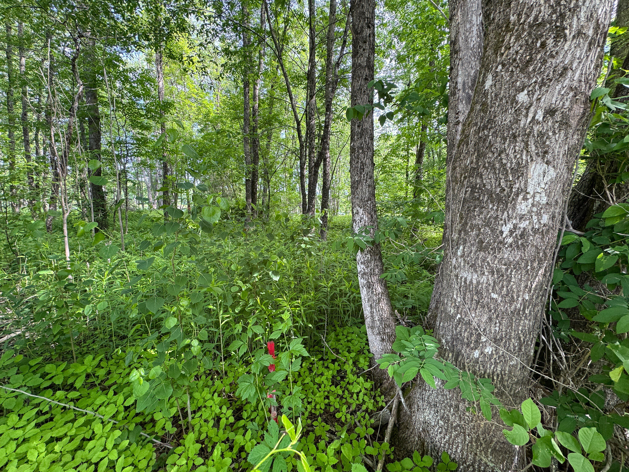 Tbd Mohawk Road Lincoln, ME 04457 - Photo 29 of 29 IMG_6015