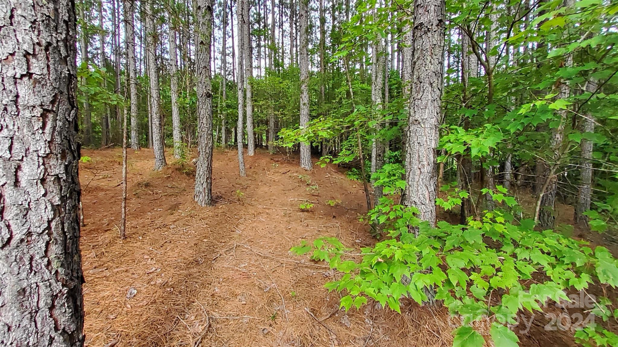 0 Sunset Drive, Unit 12 Mill Spring, NC 28756 - Photo 8 of 21 a view of a yard with plants and large trees