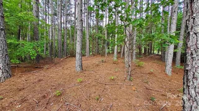 a view of a forest with trees in the background