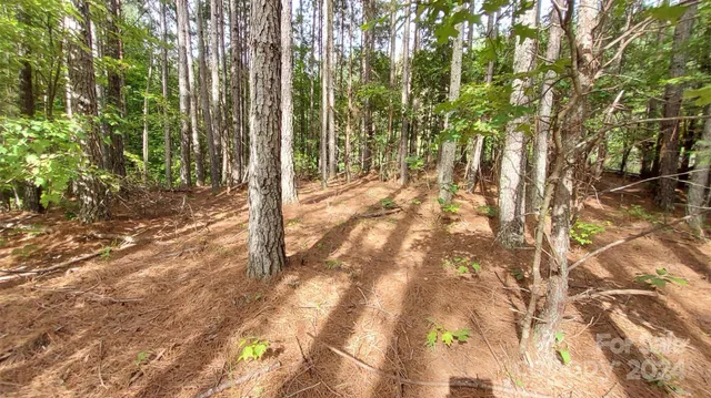 a view of a yard with plants and large trees