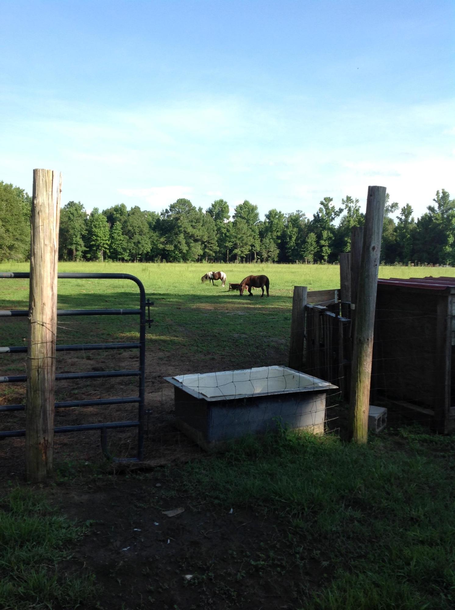 182 Radio Road St. George, SC 29477 - Photo 4 of 25 Horse Pasture