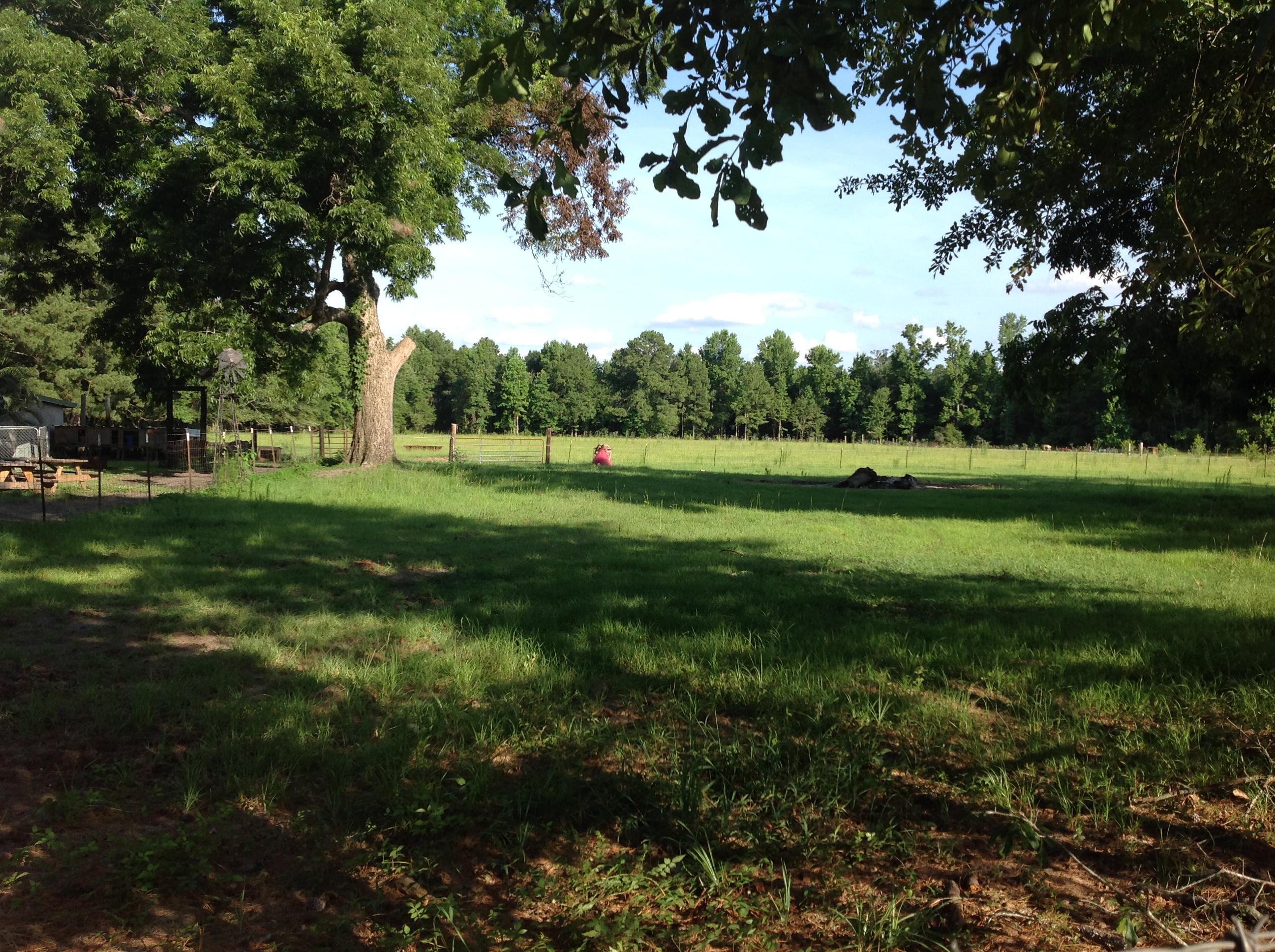182 Radio Road St. George, SC 29477 - Photo 6 of 25 Land