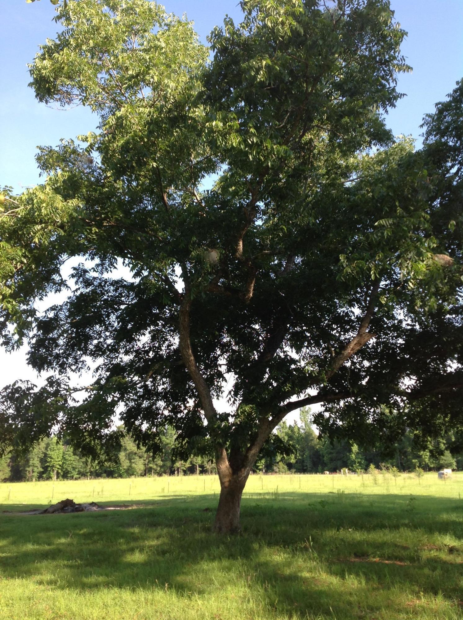 182 Radio Road St. George, SC 29477 - Photo 7 of 25 Pecan Tree