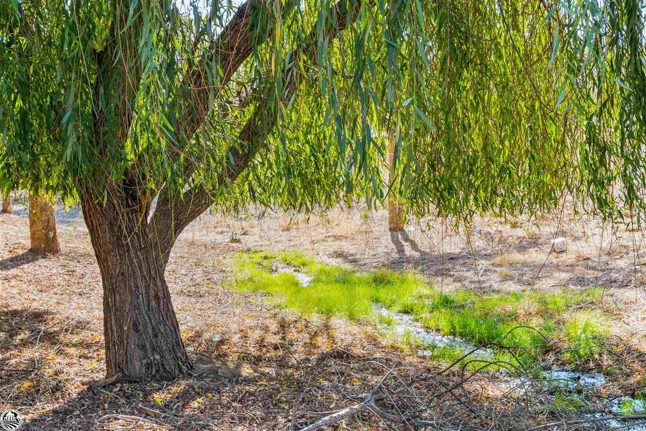 3102 Quail Hill Road Copperopolis, CA 95228 - Photo 57 of 60 a view of a yard with trees